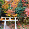 御霊もみじ2022　11月-4　鳥居と紅葉