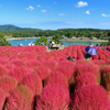 大分農業文化公園2021　10月-2　コキア①