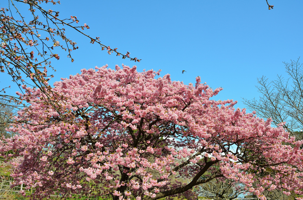 白野江2020　2月　河津桜＆青空