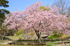 白野江2021　3月-3　大寒桜と園児達