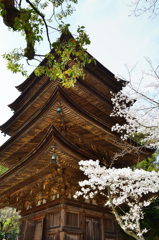 瑠璃光寺2021　3月-1　桜と五重塔②