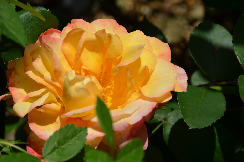 バルコニー2022　春　薔薇07
