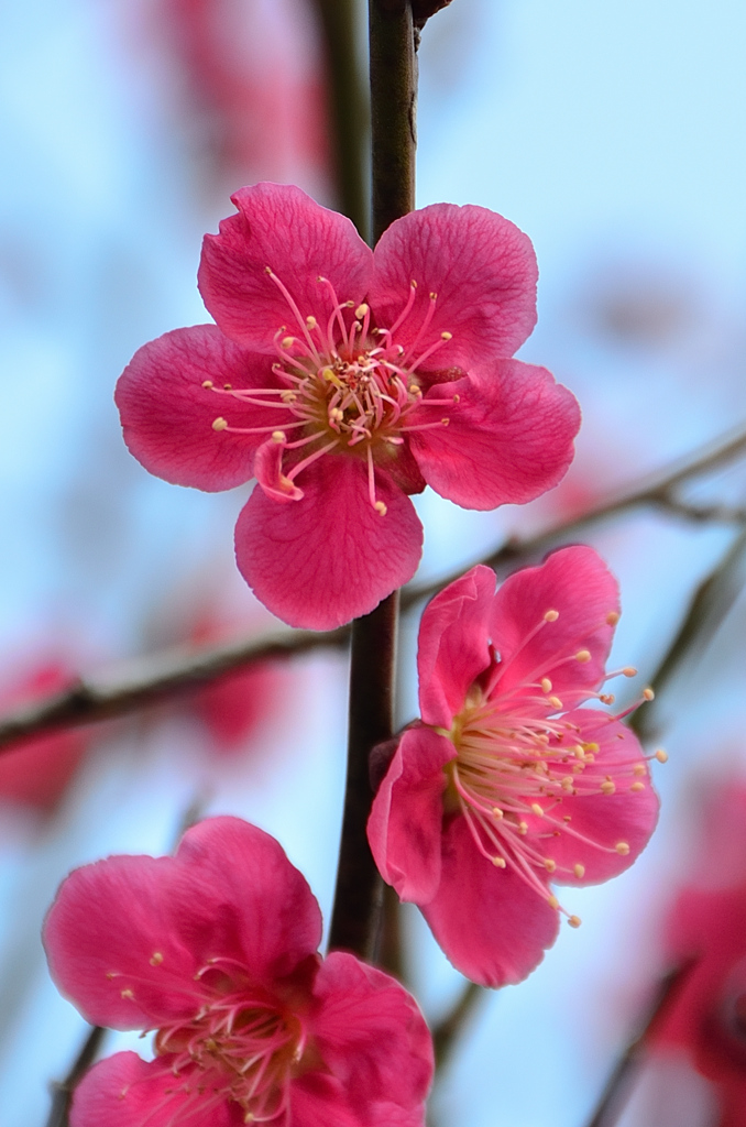 綱敷天満宮2022　3月-1　紅梅