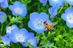 グリーンパーク2021　5月-2　ネモフィラと蜜蜂②