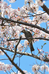 徳力2020　公園　桜　ヒヨドリ