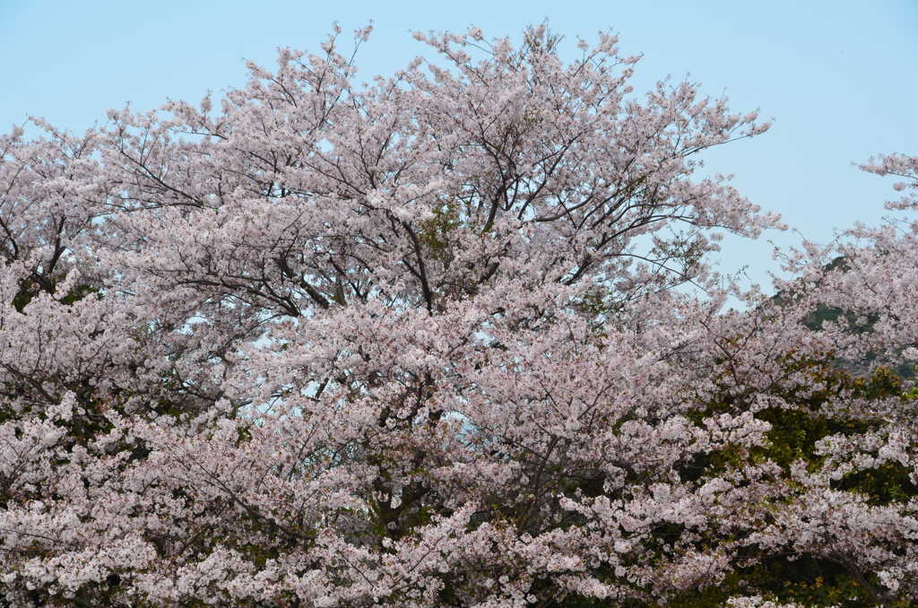 森林公園2018　ソメイヨシノ満開