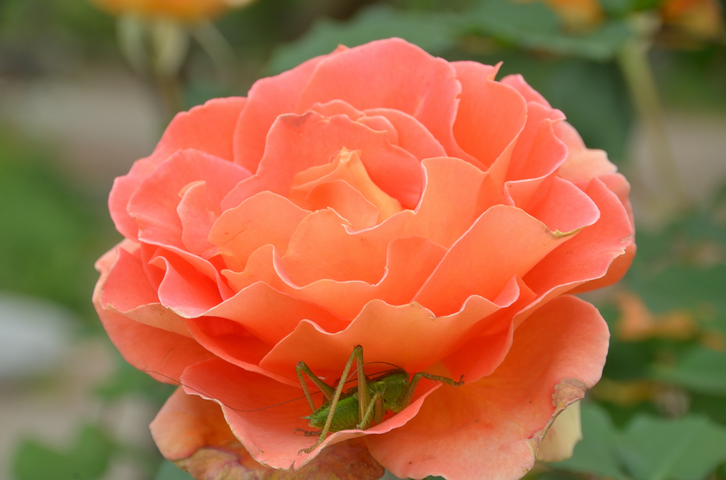 大神ファーム2022　薔薇-2　ブラスバンド