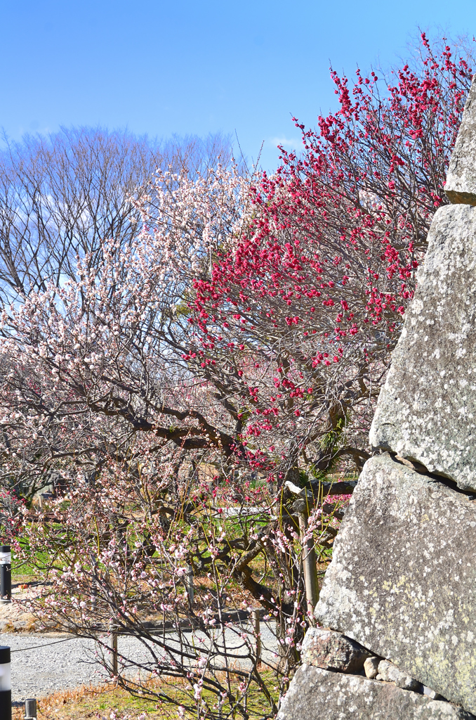 舞鶴公園2023　2月-2　梅園と石垣