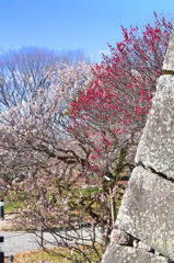 舞鶴公園2023　2月-2　梅園と石垣