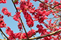 一の俣温泉近郊2020　赤い桜①