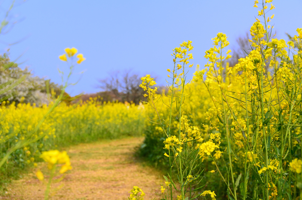 海の中道海浜公園2022-2　菜の花の小径