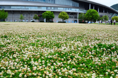 三萩野公園2020　モモイロツメクサ＆メディアドーム