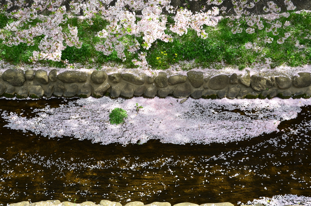 徳力2018　桜の小川5