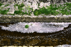 徳力2018　桜の小川5