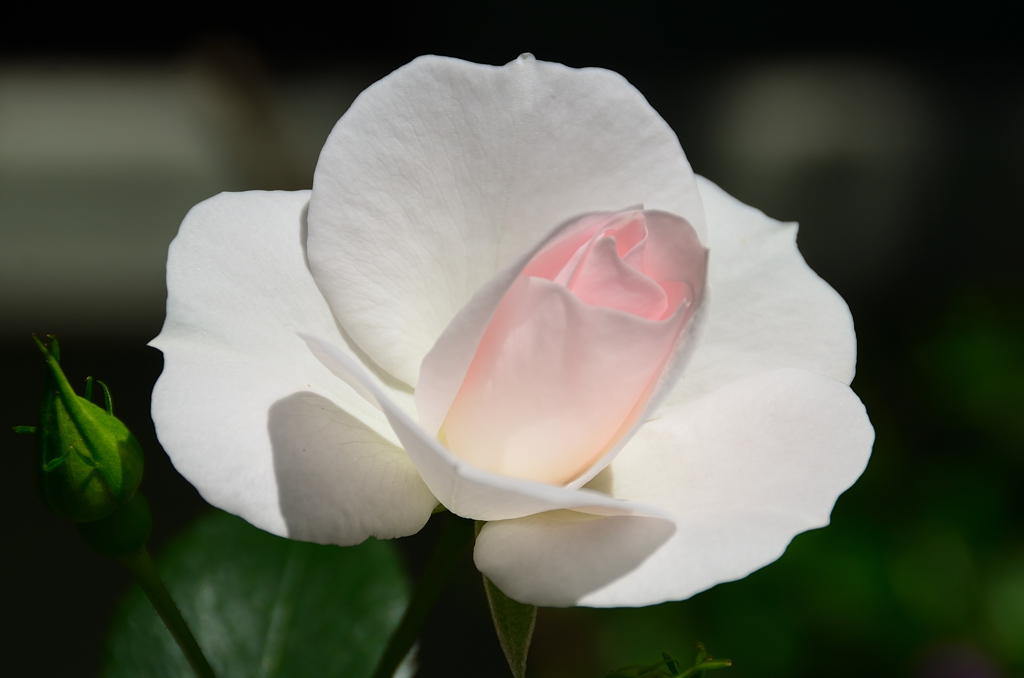 バルコニー2021　5月　薔薇③