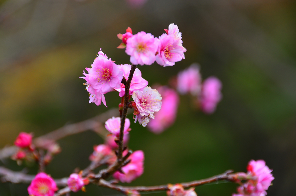白野江2019　11月　桜　ｴﾚｶﾞﾝｽみゆき