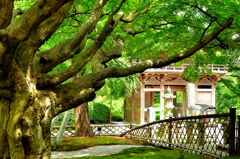 雷山千如寺2021　初夏-01　仁王門と大楓