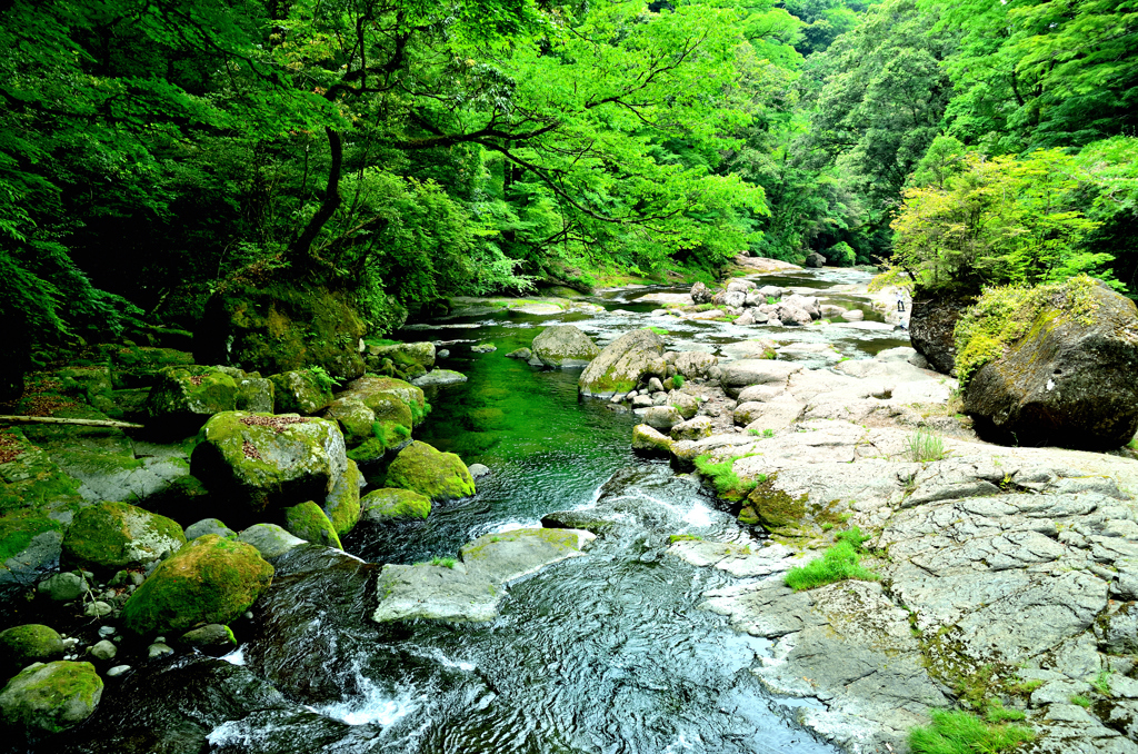 菊池渓谷2022　新緑-2　渓流