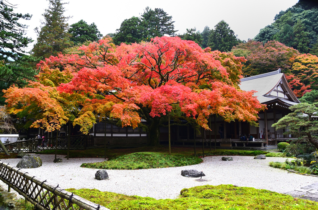 雷山千如寺2019　11月-2　大楓①