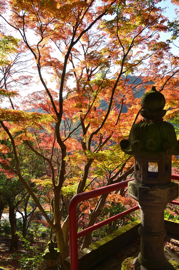 もみじ谷2020　秋-2　紅葉と石灯篭