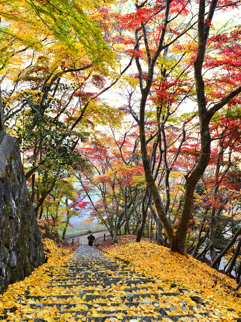 御霊もみじ2022　晩秋-4　参道石段　下り