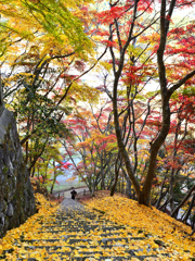 御霊もみじ2022　晩秋-4　参道石段　下り