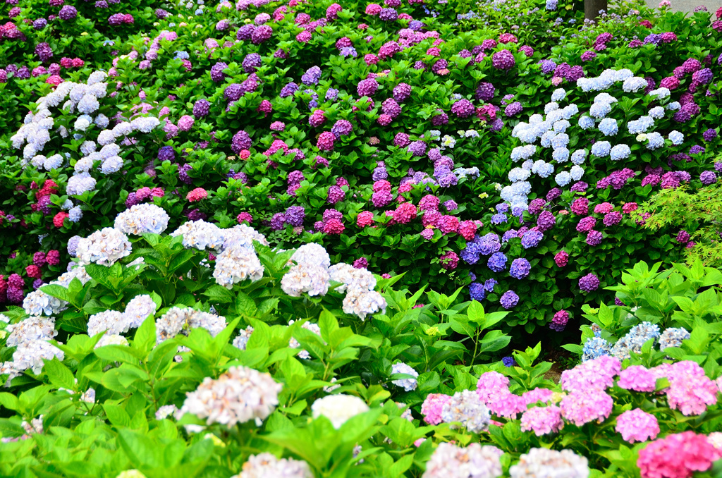 もととりアジサイ園2020　6月　花園③