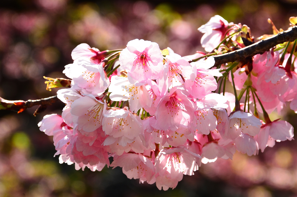 白野江2021　3月　大寒桜