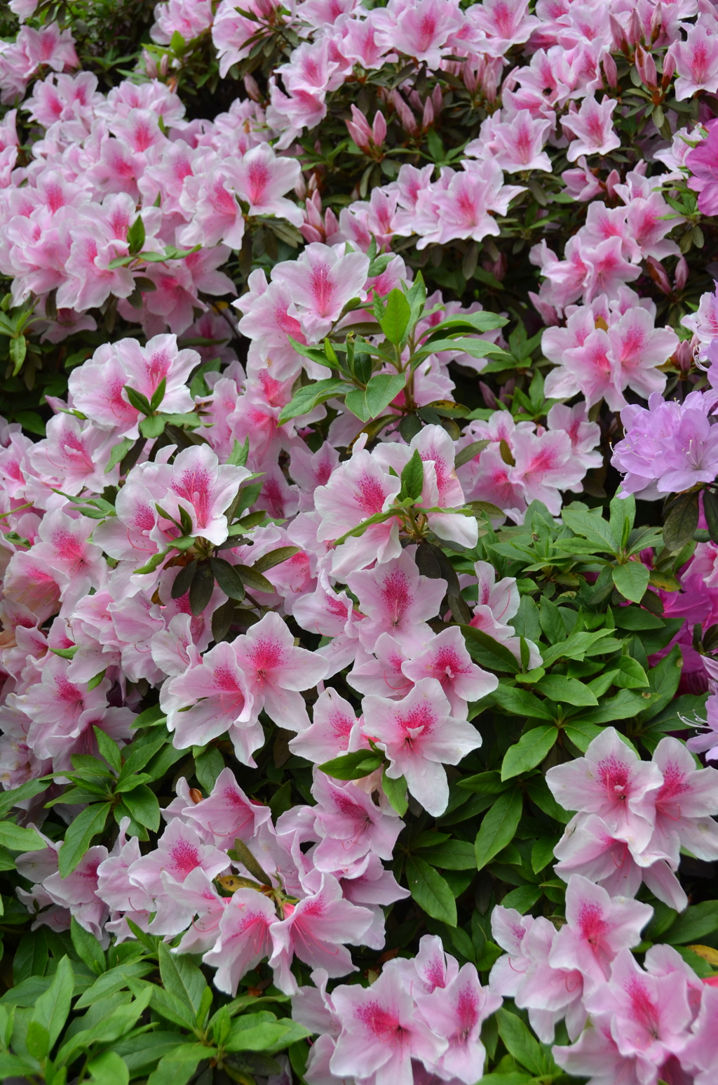 大興善寺2019　4月つつじ②