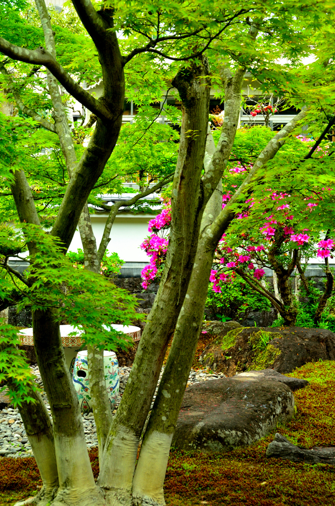 祐徳稲荷神社2019　4月-3　日本庭園④