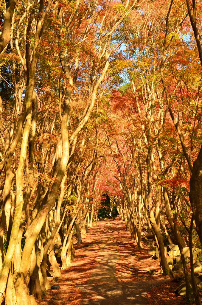 河内藤園2022　晩秋　紅葉の小径