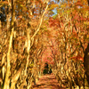 河内藤園2022　晩秋　紅葉の小径