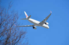 舞鶴公園2023　2月-5　青空とJAL機