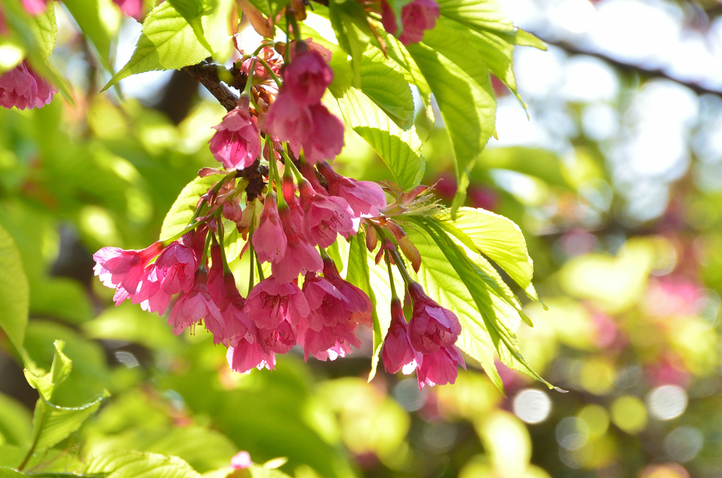 白野江2021　3月　寒緋桜②