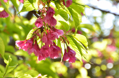 白野江2021　3月　寒緋桜②