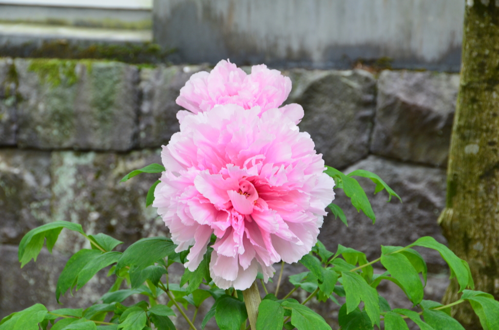 祐徳稲荷神社2018-3　牡丹①