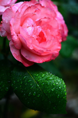 バルコニー2020　5月　雨上がりの薔薇①