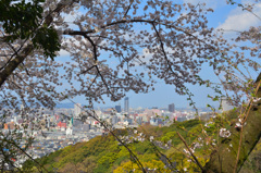 足立公園2019　4月　桜＆タワマン