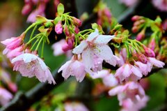 白野江2020　1月-5　寒桜