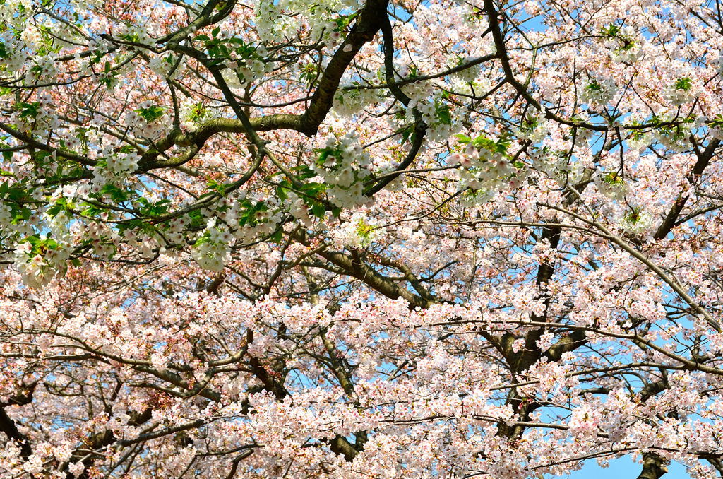 足立公園2020 4月-1　ソメイヨシノ＆大島桜