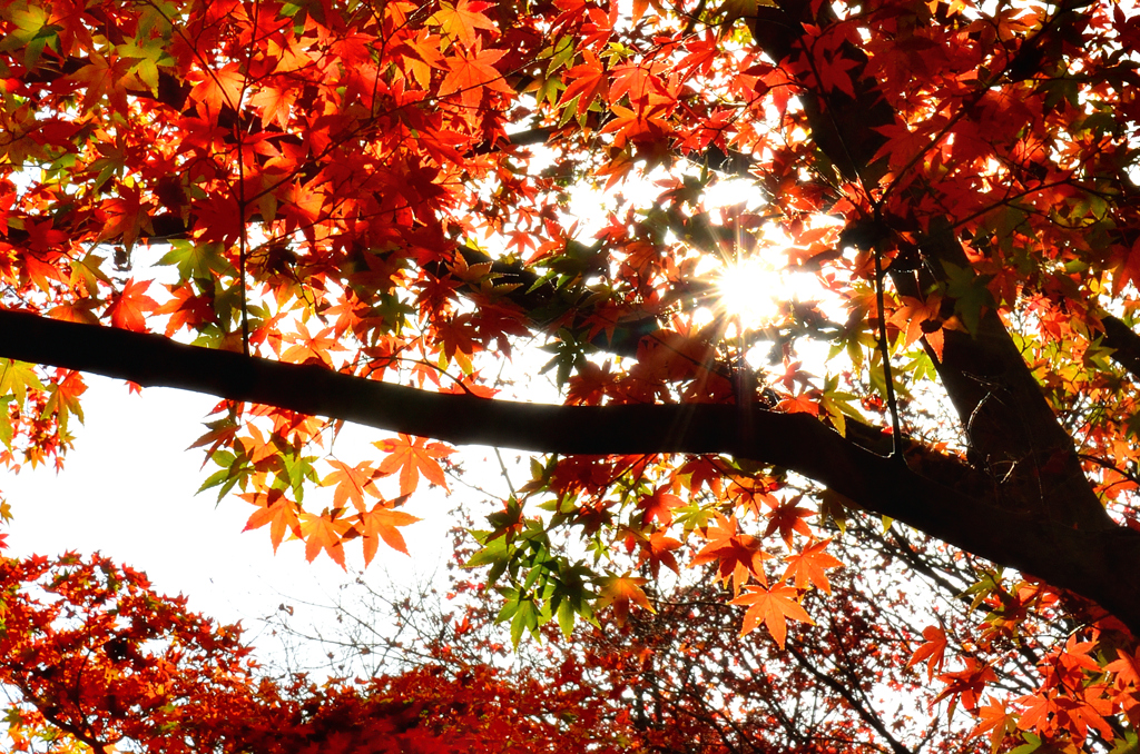 河内藤園2022　11月-3　紅葉