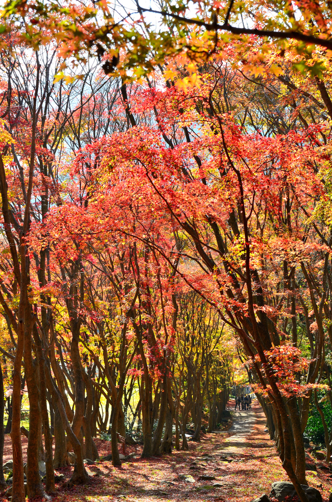 河内藤園2022　晩秋-1　紅葉の小径