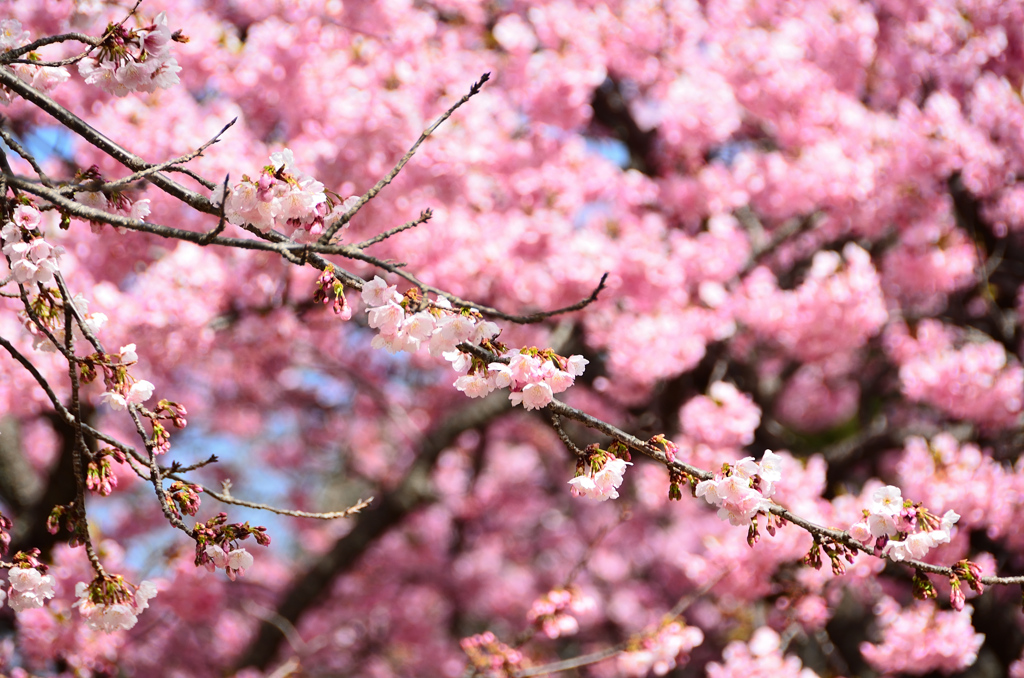 白野江2021　2月　桜　大寒桜①