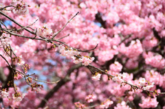 白野江2021　2月　桜　大寒桜①
