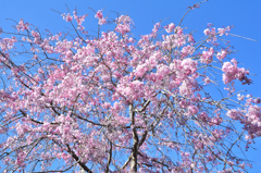 白野江2022　4月-01　八重紅枝垂れ桜①