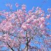 白野江2022　4月-01　八重紅枝垂れ桜①