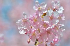 白野江2022　3月-01　河津桜①