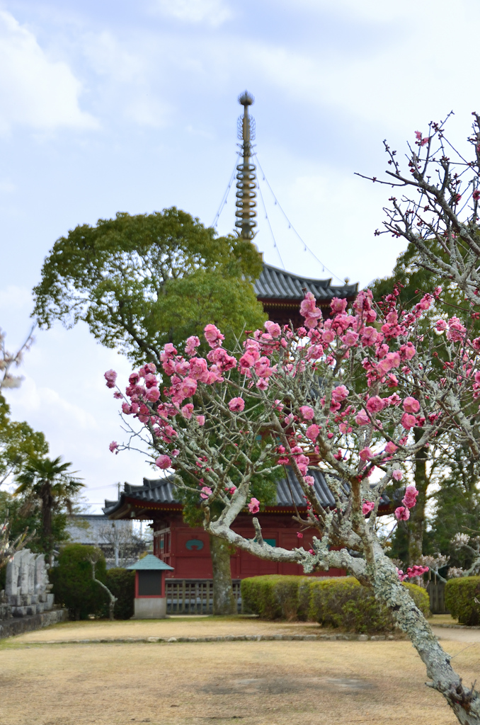 豊前国分寺2022 3月　紅梅と法輪