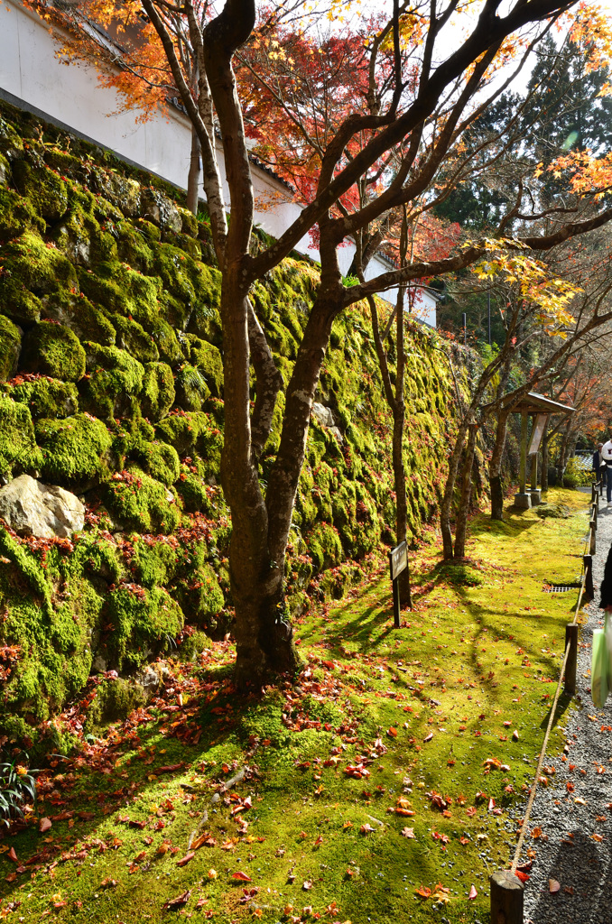 三千院2018-1　石垣＆苔