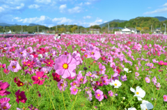 大任町2022　10月-1　コスモス畑